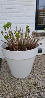 Grote  Elho witte bloempot met hortensia, Ophalen, Kunststof, 40 cm of meer, Rond