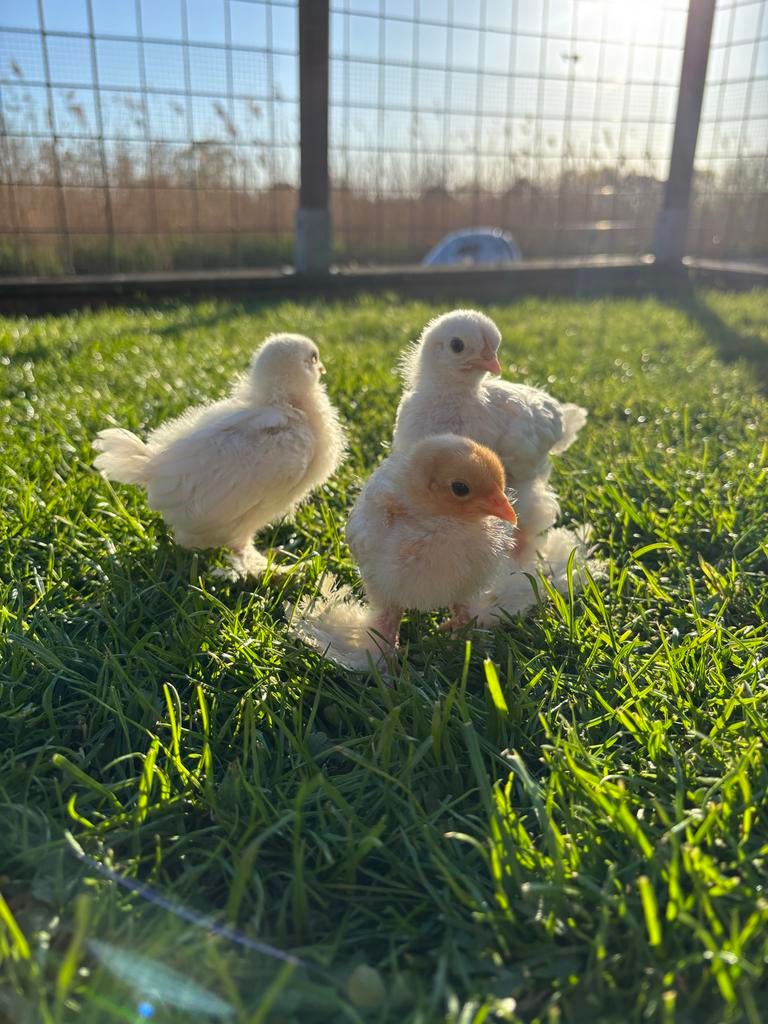 Sabelpoot krielkip, Dieren en Toebehoren, Pluimvee, Mannelijk, Kip