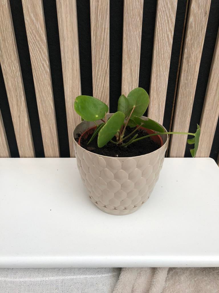 Pannenkoek plant, Ophalen of Verzenden, Overige soorten, Volle zon