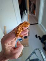 Wimpergekko Mami252, Dieren en Toebehoren, Hagedis, 0 tot 2 jaar