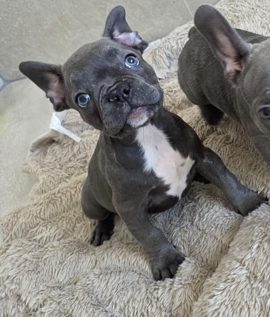 Franse bulldog pups - laatste reu, Parvo, Reu, 8 tot 15 weken, Bulldog