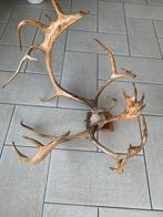 Groot en indrukwekkend gewei, Ophalen, Gebruikt