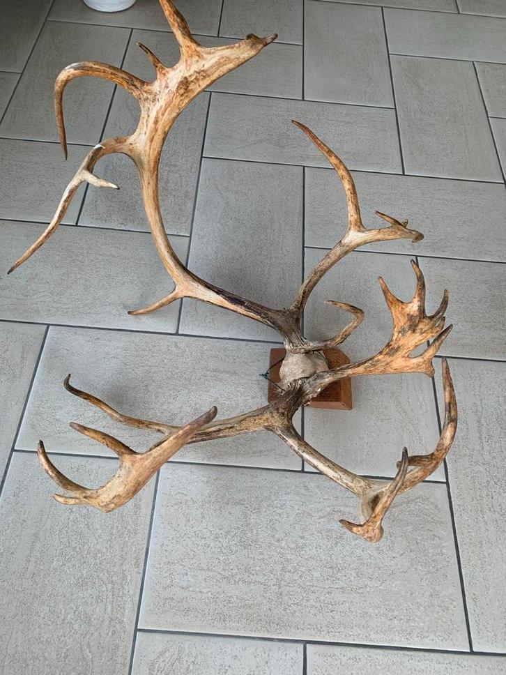 Groot en indrukwekkend gewei, Huis en Inrichting, Woonaccessoires | Overige, Gebruikt, Ophalen