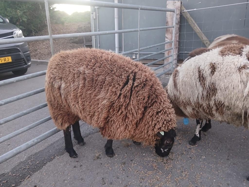 Bonte dekram, Dieren en Toebehoren, Schapen, Geiten en Varkens, Mannelijk, Schaap, 0 tot 2 jaar