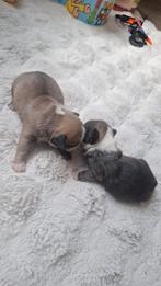 2 franse bulldogs teefjes pups, 8 tot 15 weken, Bulldog, Meerdere, Meerdere dieren