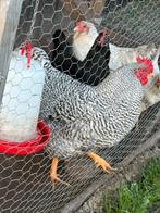 Mooie amrock haan, Dieren en Toebehoren, Pluimvee, Mannelijk, Kip