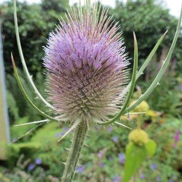 Tuin = Plant 2J = Dipsacus Fullonum - Kaardenbol, Tuin en Terras, Planten | Tuinplanten, Tweejarig, Overige soorten, Volle zon