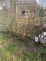 Blauwe bessen, Meerdere dieren, Eend