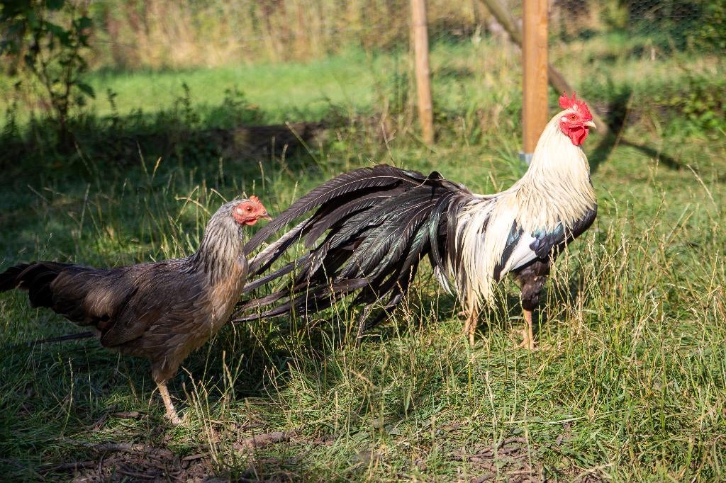 6 Hennen en haan, Dieren en Toebehoren, Pluimvee, Meerdere dieren, Kip