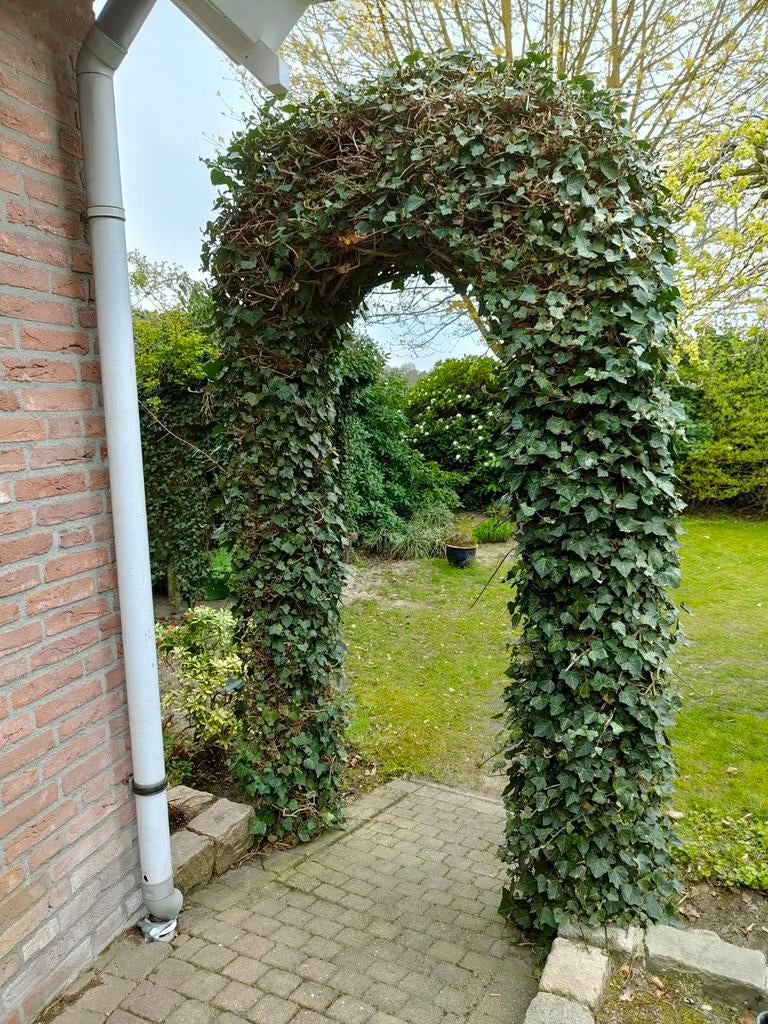 Boog klimop, Ophalen, Bloeit niet, Klimplanten, Halfschaduw