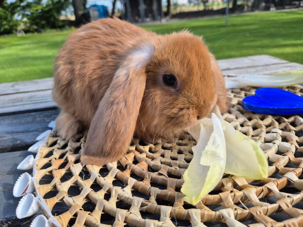 Jonge  orange Franse hangoor rammentjes, Dieren en Toebehoren, Konijnen, Vrouwelijk, Groot, Hangoor
