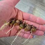 Alocasia polly knollen, Huis en Inrichting, Kamerplanten, Ophalen of Verzenden, Halfschaduw, Minder dan 100 cm