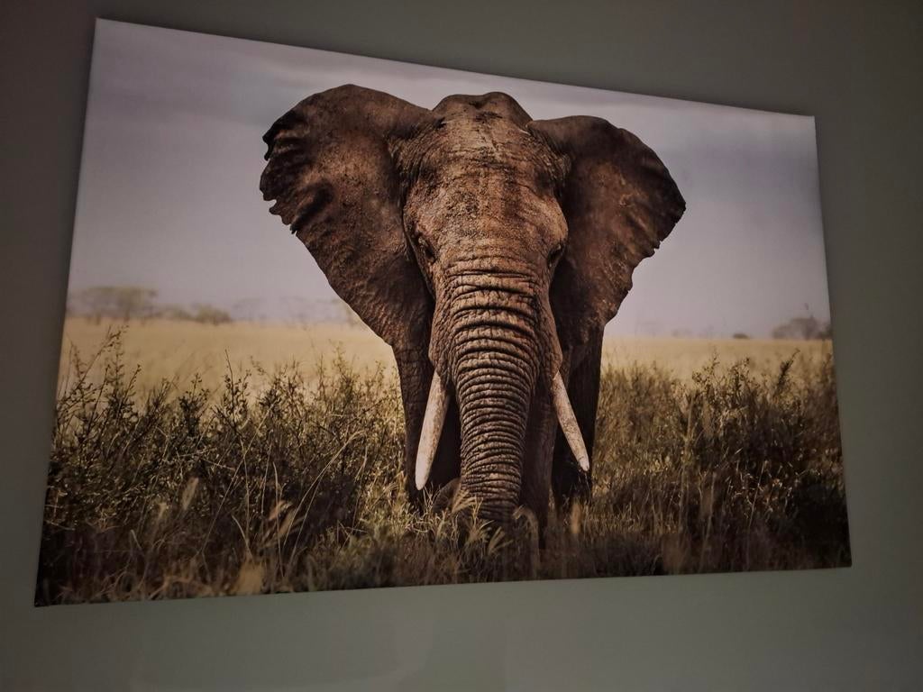 Olifant op Canvas., Ophalen, Zo goed als nieuw, Schilderij, 100 tot 125 cm