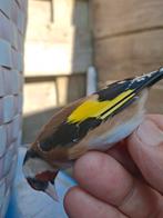 Parva Potter, klein formaat, gezond mannetje, 2025, inclusie, Dieren en Toebehoren, Mannelijk, Wildzangvogel