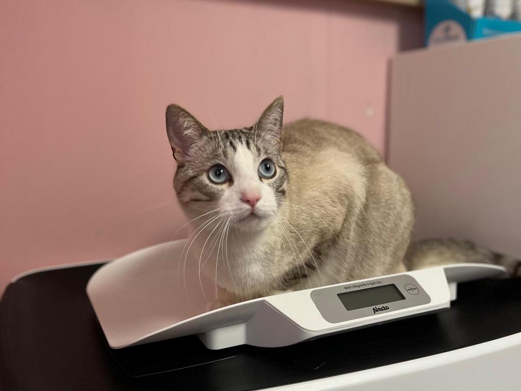 Kater 16 maanden, Dieren en Toebehoren, Kater, Gechipt, 0 tot 2 jaar