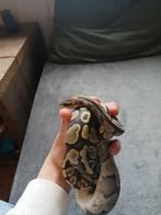 Python regius, Dieren en Toebehoren, Reptielen en Amfibieën, Slang, Tam, 3 tot 6 jaar