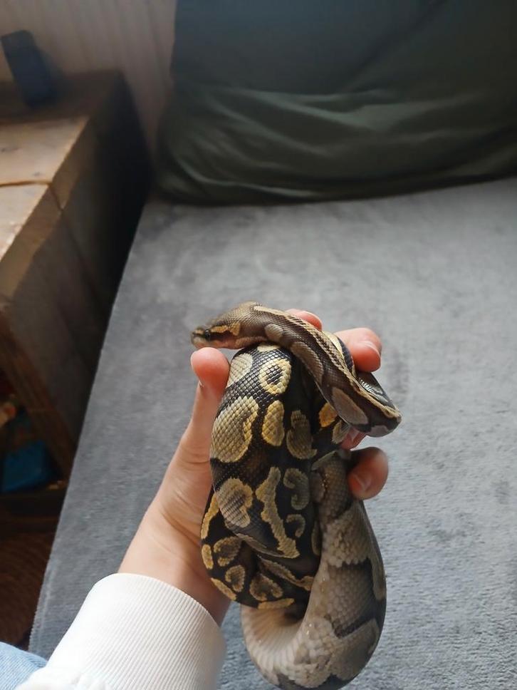 Python regius, Dieren en Toebehoren, Reptielen en Amfibieën, Slang, 3 tot 6 jaar, Tam