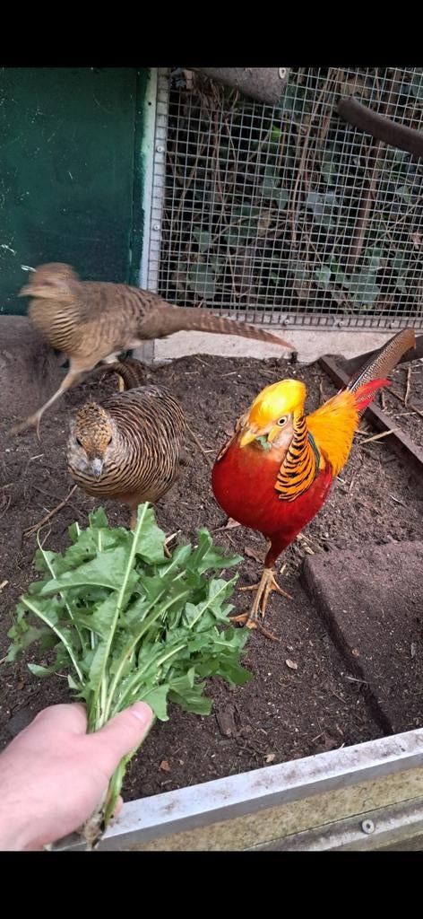 Rode goudfazant broedeieren., Geslacht onbekend