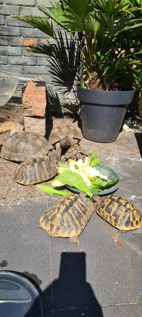 Gezocht testudo graeca ibera man, Dieren en Toebehoren, Reptielen en Amfibieën, Slang, 0 tot 2 jaar