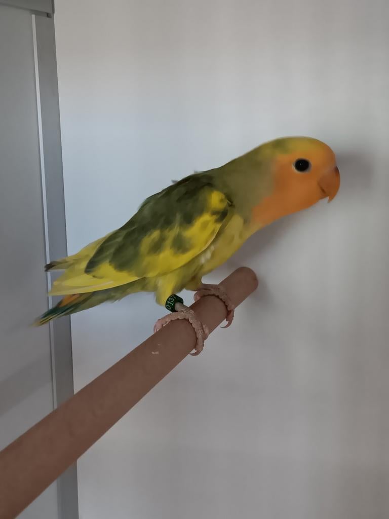 JONGE AGAPORNIS ROSEICOLLIS OM ZELF TAM TE MAKEN., Geslacht onbekend, Dwergpapegaai of Agapornis, Geringd