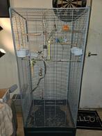 4 jonge parkietjes zoeken ander huis, Dieren en Toebehoren, Vogels | Parkieten en Papegaaien, Meerdere dieren, Parkiet, Geringd