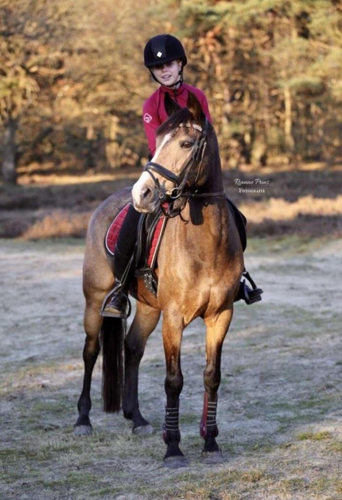Hele mooie en eerlijke valk dressuur D-pony te koop, Dieren en Toebehoren, Pony's, Merrie, Dressuurpony, M, 11 jaar of ouder