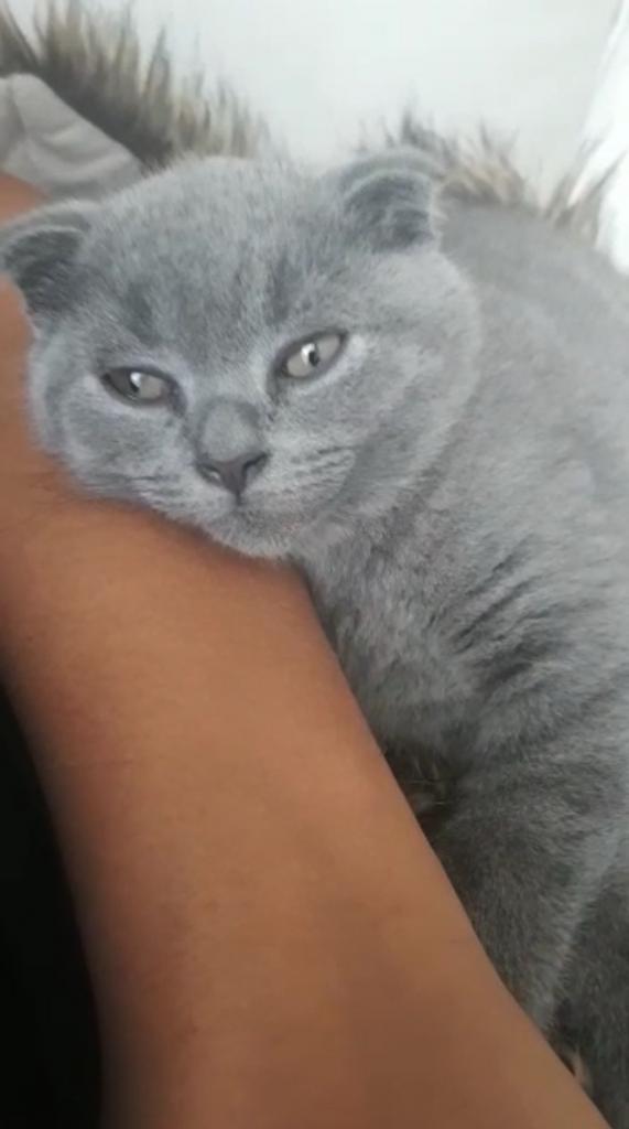 Kittens, Kater, Ingeënt