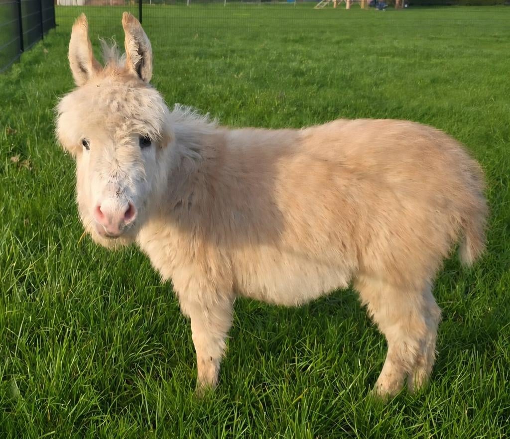 Mini-ezel veulen; hengst., Dieren en Toebehoren, November, Mannelijk