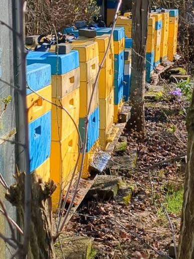 Plek gezocht voor bijenkasten – regio Utrecht, Tuin en Terras, Haardhout, Minder dan 3 m³, Ophalen of Verzenden