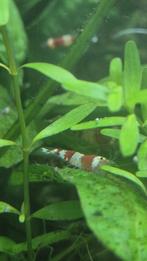 Red crystal garnalen op kraanwater, Kreeft, Krab of Garnaal