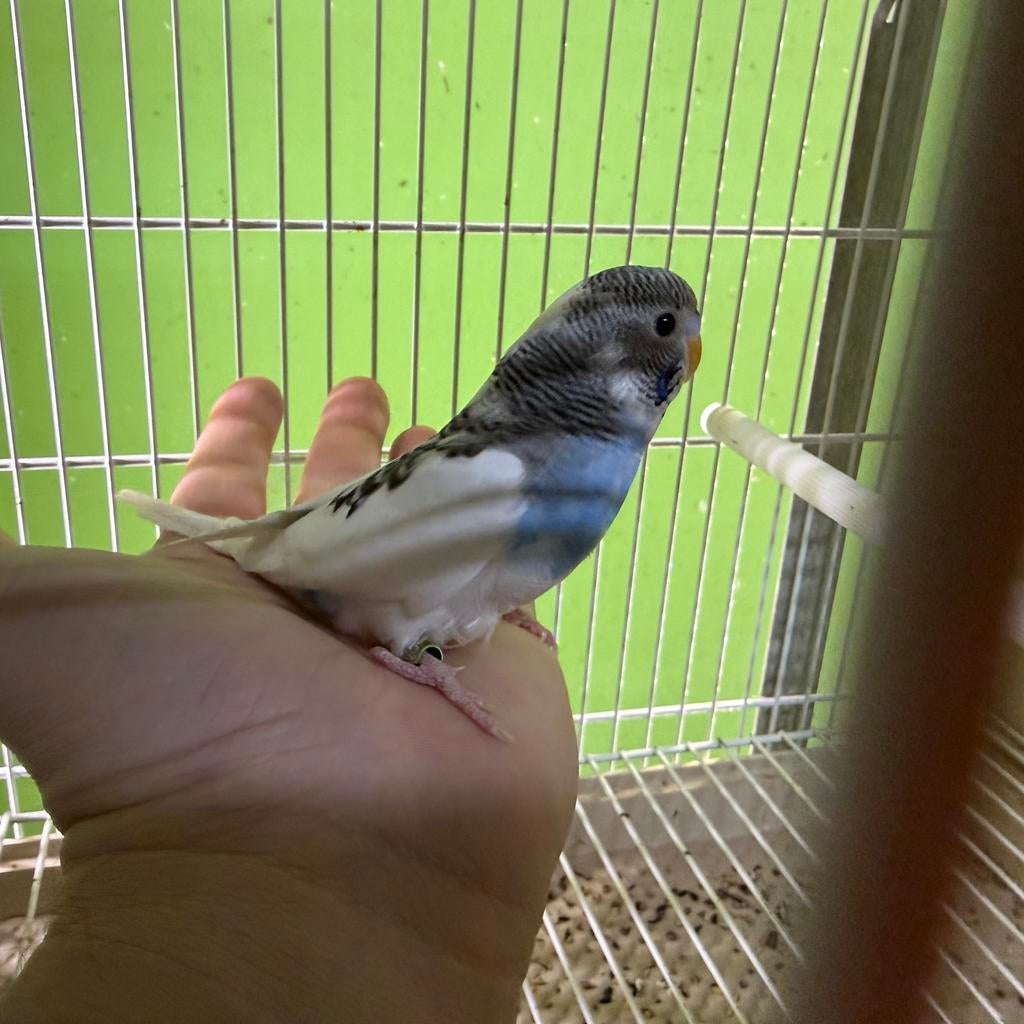 Tamme grasparkieten baby, Meerdere dieren, Parkiet, Tam