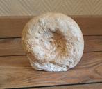Fossiele Ammoniet circa 14cm, Ophalen of Verzenden, Fossiel