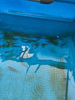 Sneep, de algeneter van de vijver, desgewenst bezorgd, Overige soorten