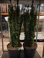 Taxus B. David - Ideaal voor hagen en vormsnoei, Ophalen, Taxus, Haag, 100 tot 250 cm