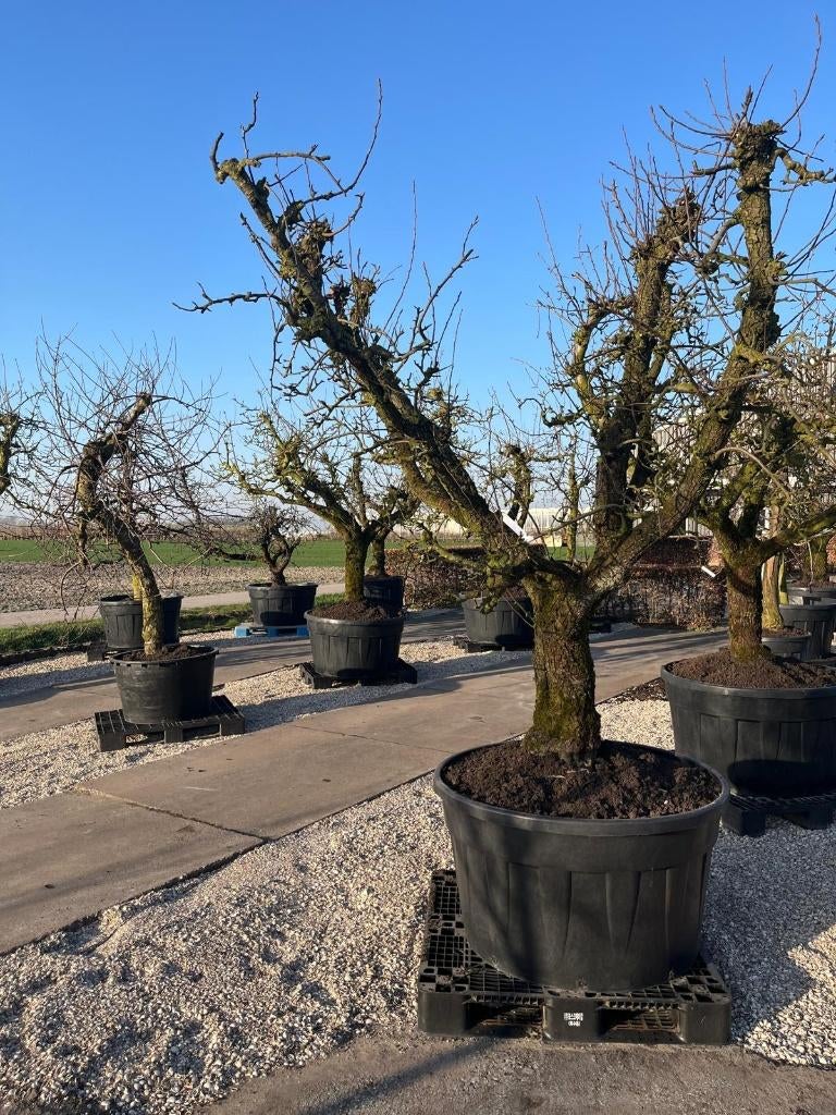 Unieke Oude Fruitbomen – Dichtbij Amsterdam & Rotterdam, Ophalen, Lente, Overige soorten, In pot
