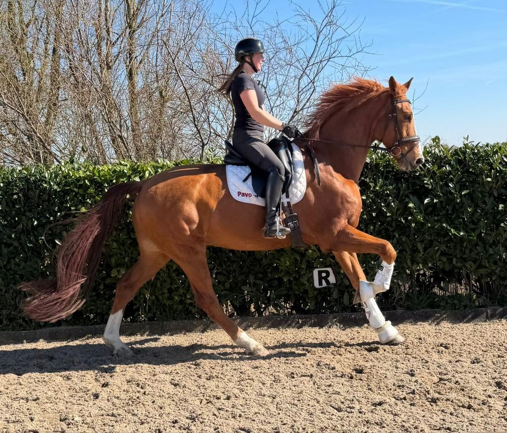 Prachtig dressuurpaard, Dieren en Toebehoren, 175 cm of meer, Ruin, Dressuurpaard, 11 jaar of ouder