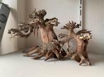 Bonsai boompjes voor aquarium, Ophalen, Zo goed als nieuw, Plant(en), Steen of Hout
