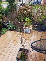 Krentenboom ( Amelanchier lamarckii ), Tuin en Terras, Planten | Bomen, Ophalen, Overige soorten, 100 tot 250 cm