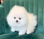 Pommerenian met stamboom, Dieren en Toebehoren, Honden | Niet-rashonden, Reu, 8 tot 15 weken, Buitenland, Parvo