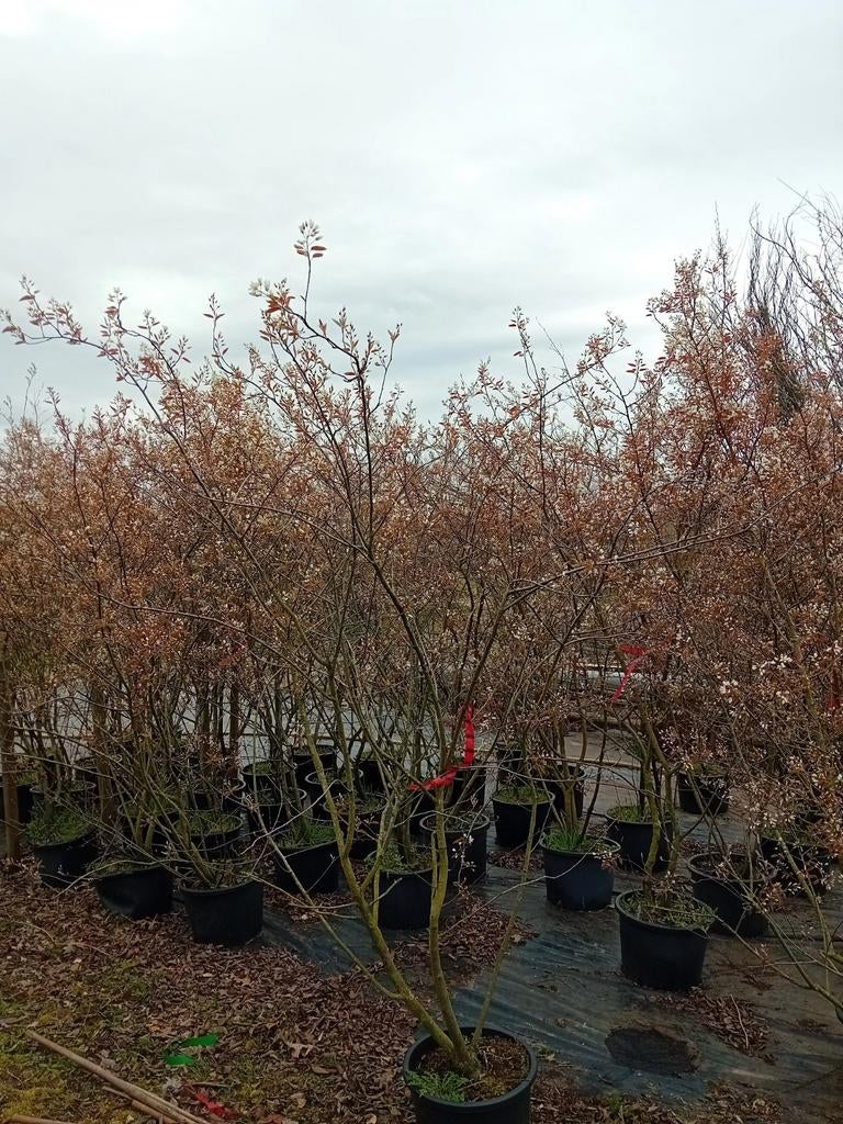 Amelanchier lamarckii (krentenboom) 200 cm hoog, Tuin en Terras, Ophalen of Verzenden, Volle zon, Overige soorten, 100 tot 250 cm