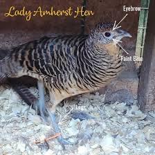 Gezocht 2 jonge lady amherst fazant hennen, Dieren en Toebehoren, Pluimvee, Overige soorten