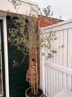 Grote olijfboom met pot, zie advertentie!, Volle zon, Ophalen of Verzenden, 100 tot 250 cm, Olijfboom