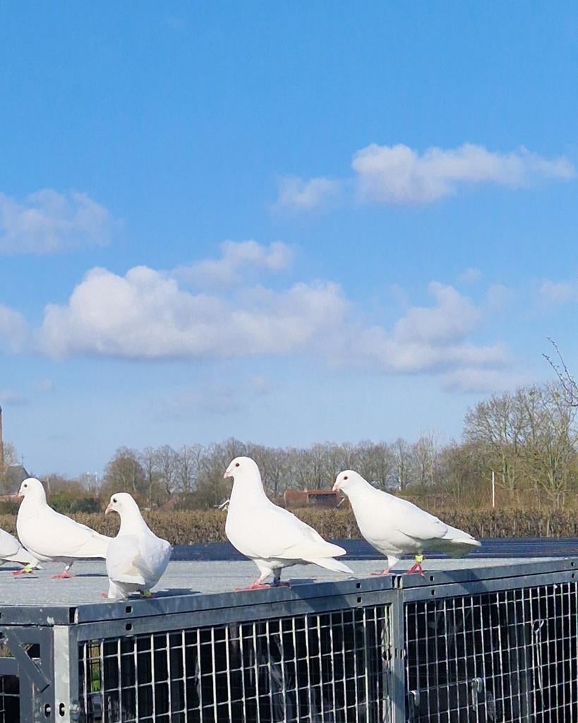 Witte postduiven, Meerdere dieren, Postduif