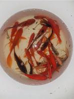 Prachtige Schubinkins goudvis Goudvissen uit buitenvijver, Goudvis(sen)