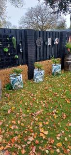 Winterharde palmen met potgrond en manden, Tuin en Terras, Planten | Tuinplanten, Ophalen of Verzenden, Overige soorten