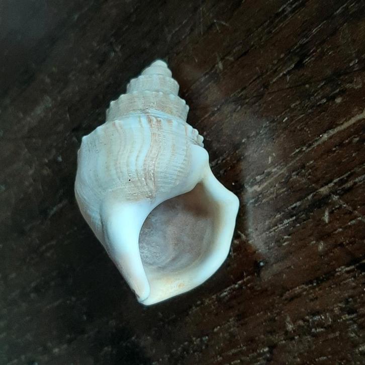 🐚Brocante: Verzameling schelpen en zeeorganismen🏷️€0,70-, Verzamelen, Mineralen en Fossielen, Schelp(en), Ophalen of Verzenden