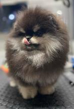 Black Silver tan bear pomeranian FCI stamboom / pomeriaan, Particulier, Keeshond, 15 weken tot 1 jaar, Reu