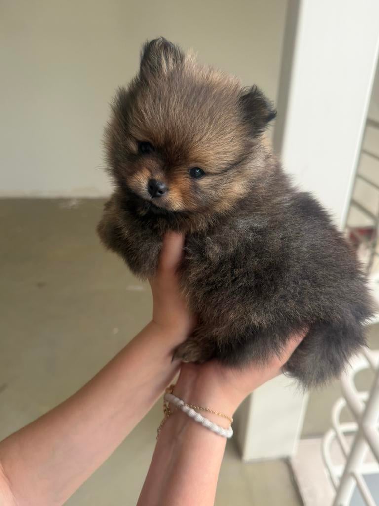 Pomeriaan / dwergkees pups geteste ouders + stamboom!, Dieren en Toebehoren, Honden | Poolhonden, Keeshonden en Oertypen, Parvo