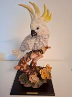 Kaketoe, Ophalen of Verzenden, Dier