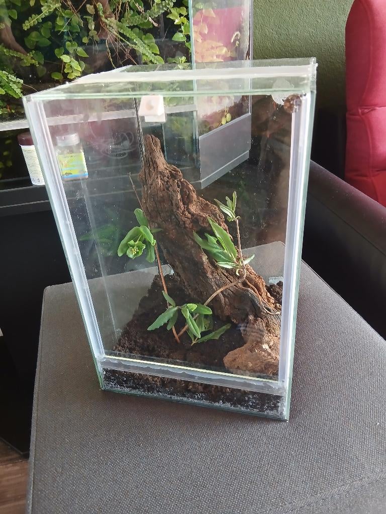 terrarium, Ophalen, Nieuw, Terrarium of Paludarium